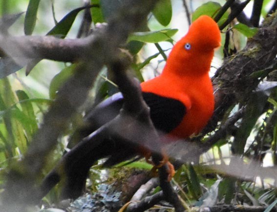 Andean Cock-of-the-rock - ML641225549