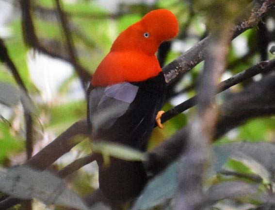 Andean Cock-of-the-rock - ML641225557