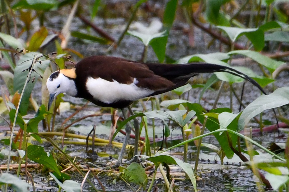 Pheasant-tailed Jacana - ML641225567