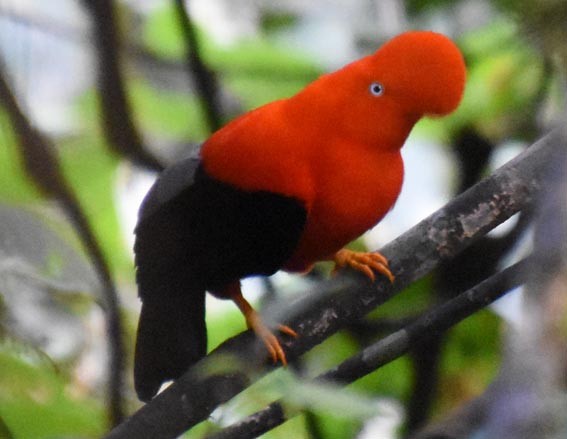 Andean Cock-of-the-rock - ML641225574