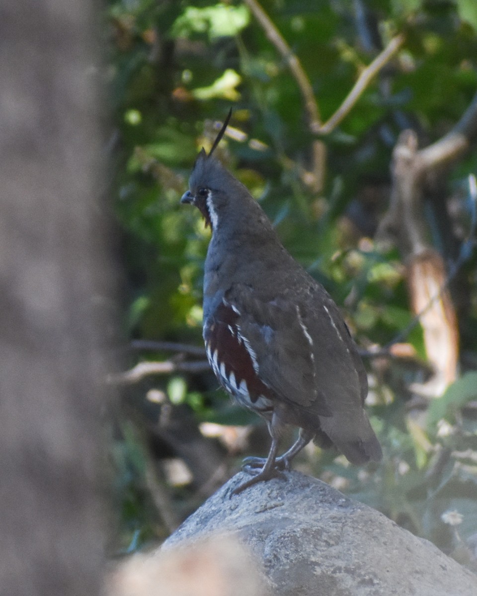 Mountain Quail - ML641225626