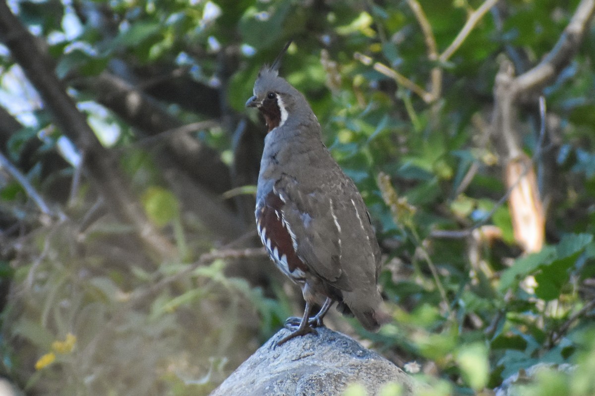 Mountain Quail - ML641225629