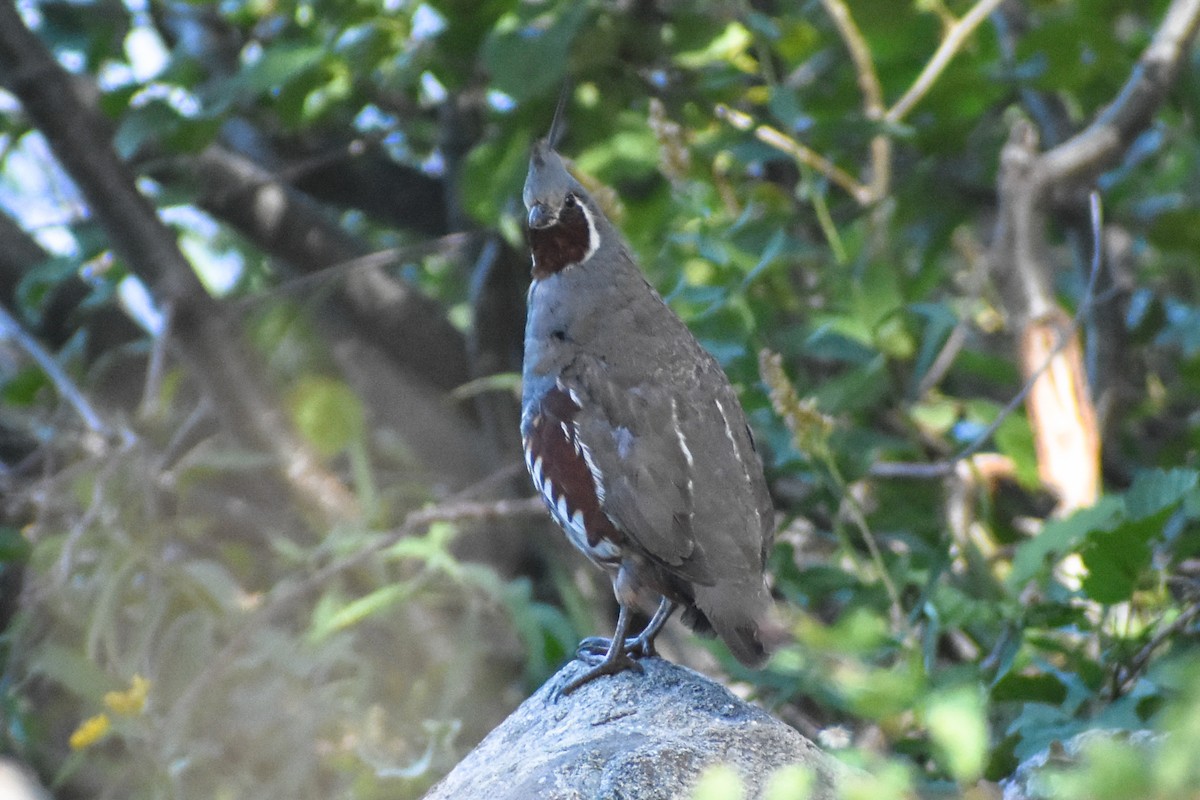 Mountain Quail - ML641225630