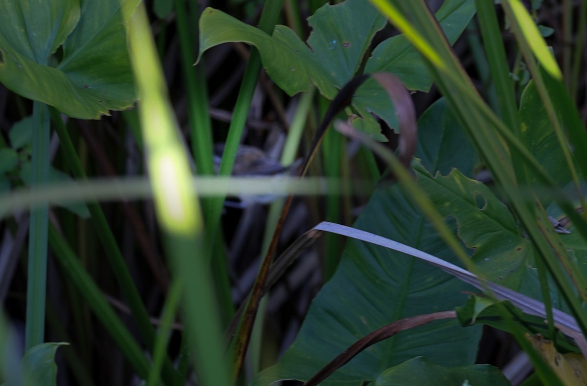 Marsh Wren - ML641225631