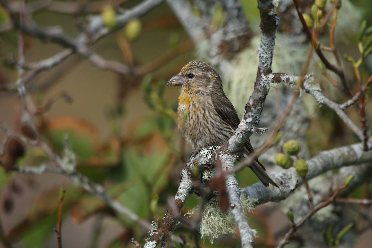 Red Crossbill (Western Hemlock or type 3) - ML641225638