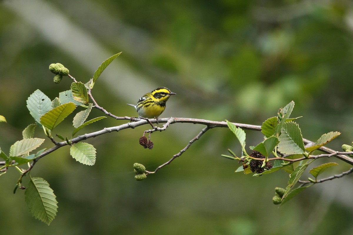 Townsend's Warbler - ML641225648