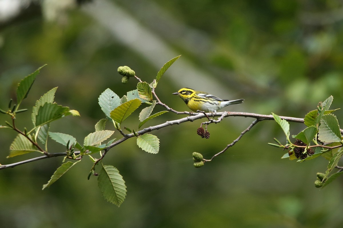 Townsend's Warbler - ML641225649