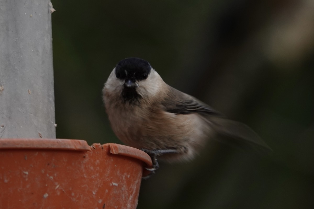Willow Tit - ML641225664