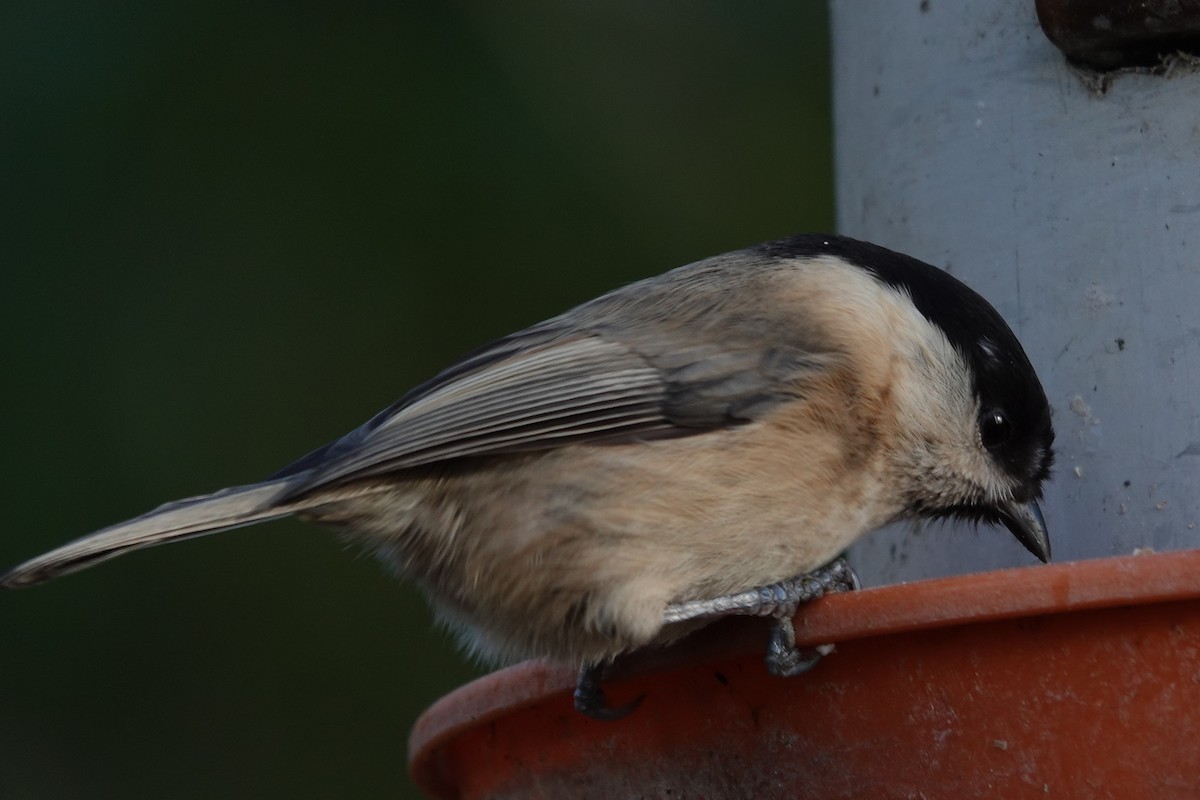 Willow Tit - ML641225665