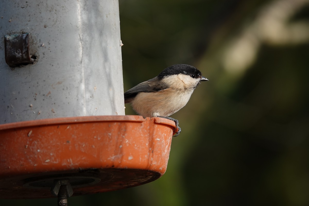 Willow Tit - ML641225666