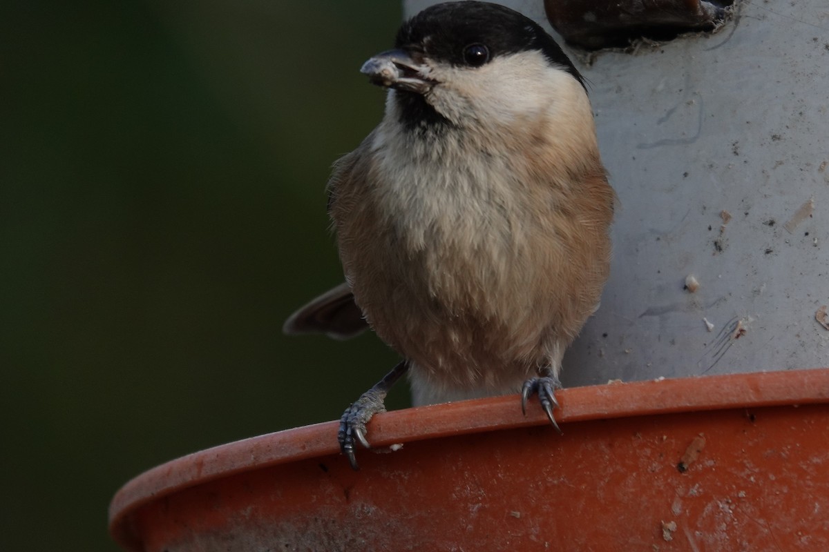 Willow Tit - ML641225668