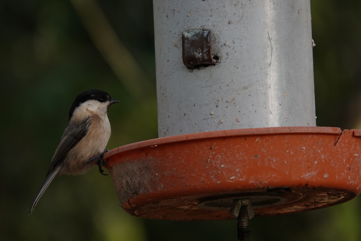Willow Tit - ML641225669
