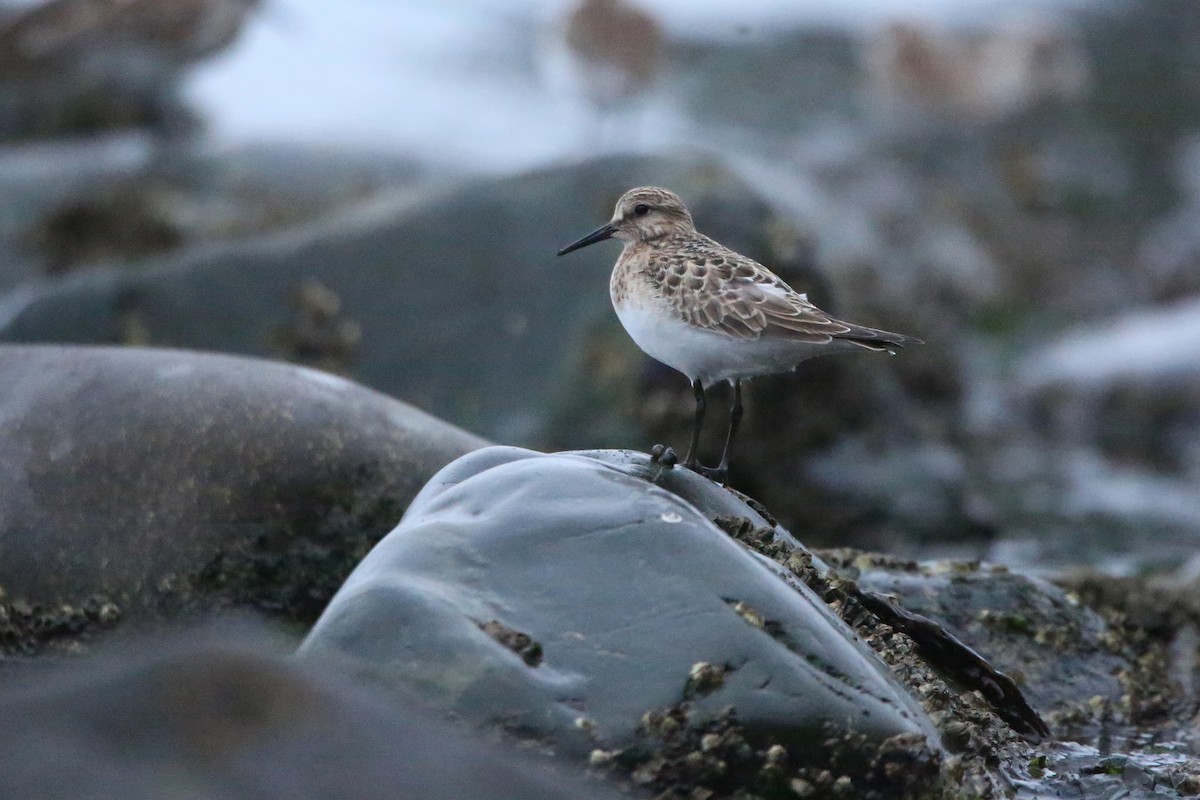 Baird's Sandpiper - ML641225670