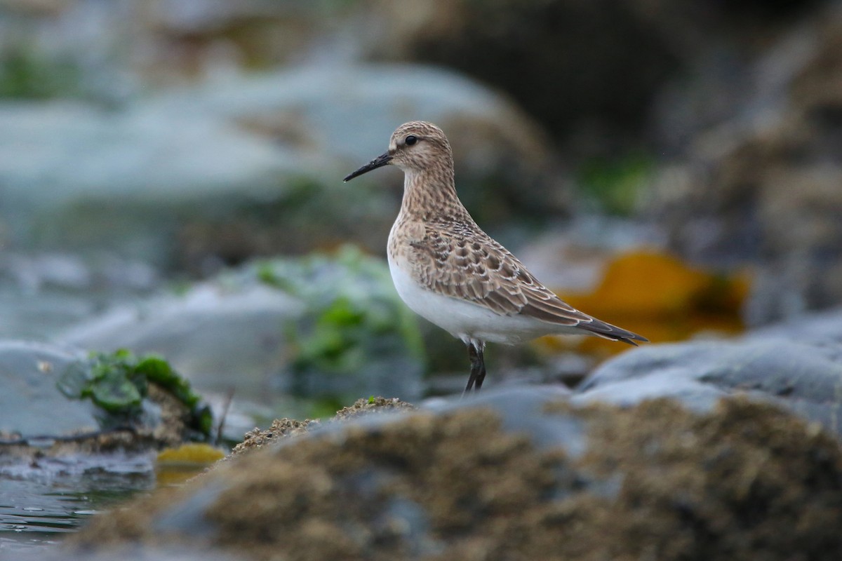 Baird's Sandpiper - ML641225672