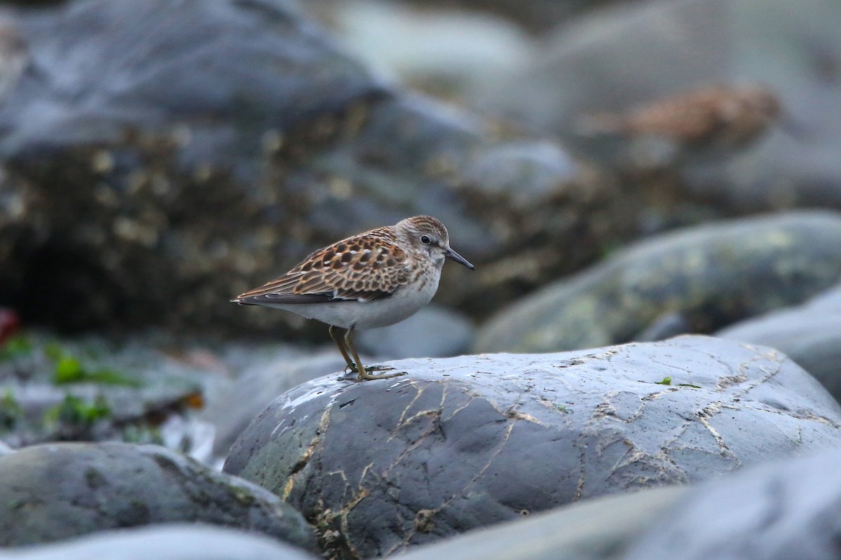 Least Sandpiper - ML641225674