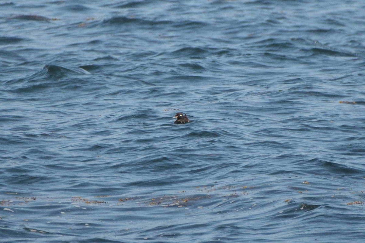 Harlequin Duck - ML641225676