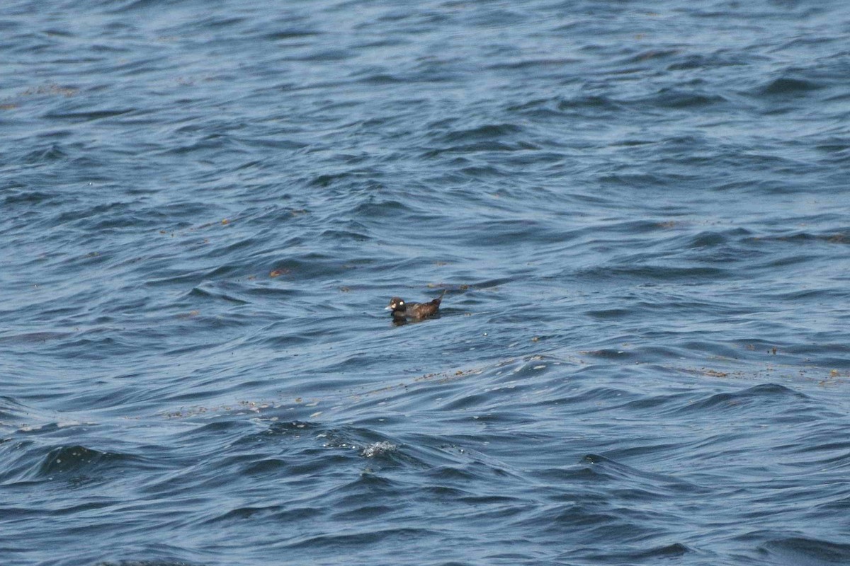 Harlequin Duck - ML641225677