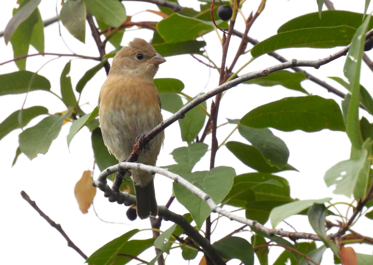 Passerin azuré - ML641225681