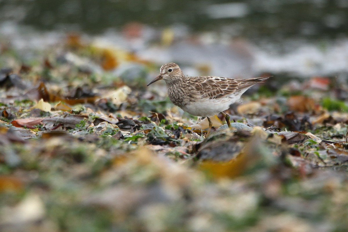 Pectoral Sandpiper - ML641225682