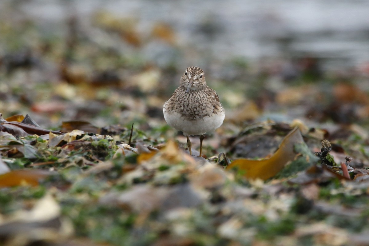 Pectoral Sandpiper - ML641225687