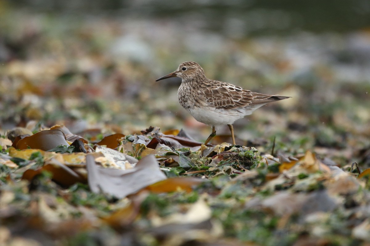 Pectoral Sandpiper - ML641225689