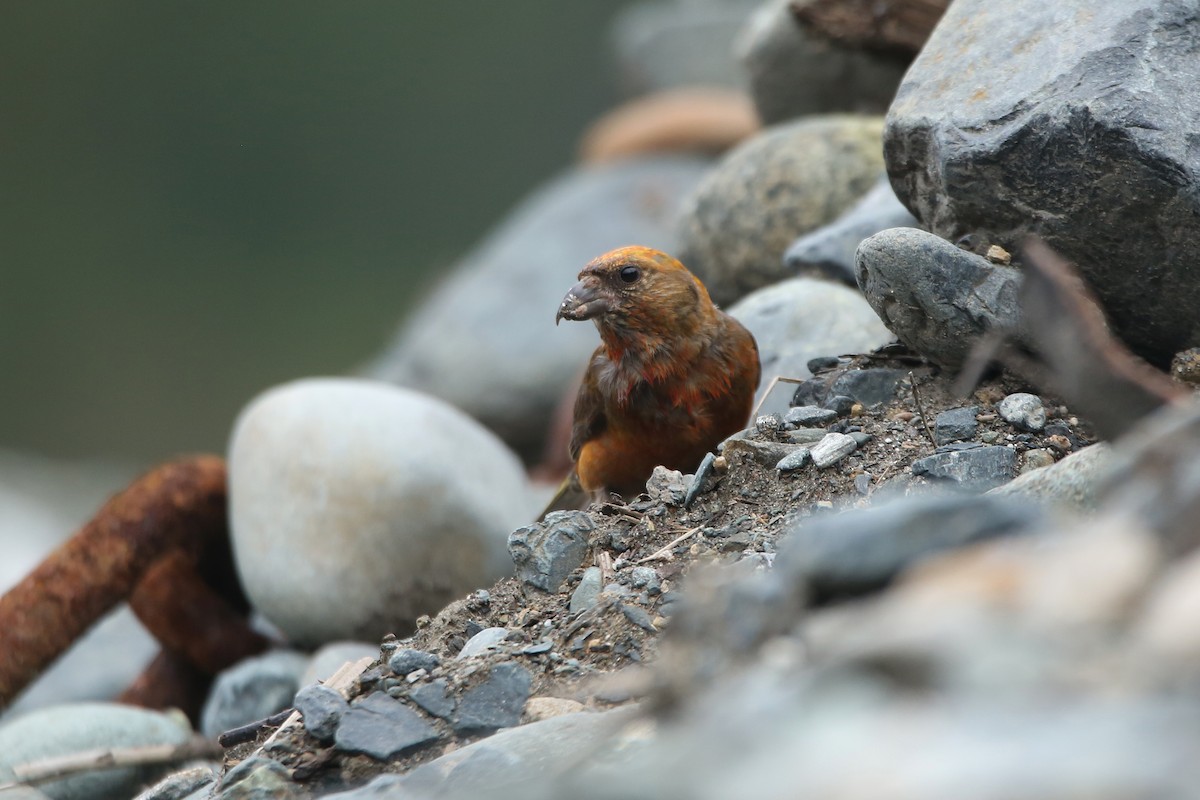 Red Crossbill (Western Hemlock or type 3) - ML641225732