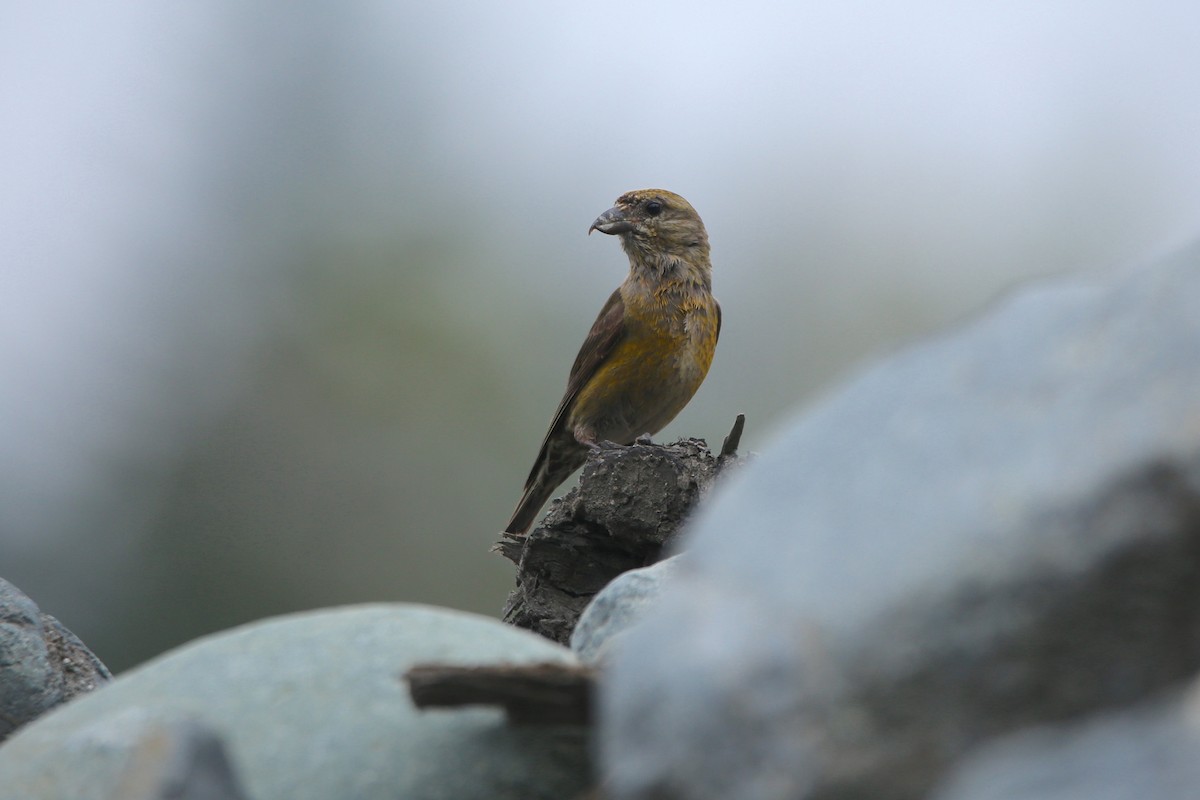 Red Crossbill (Western Hemlock or type 3) - ML641225733