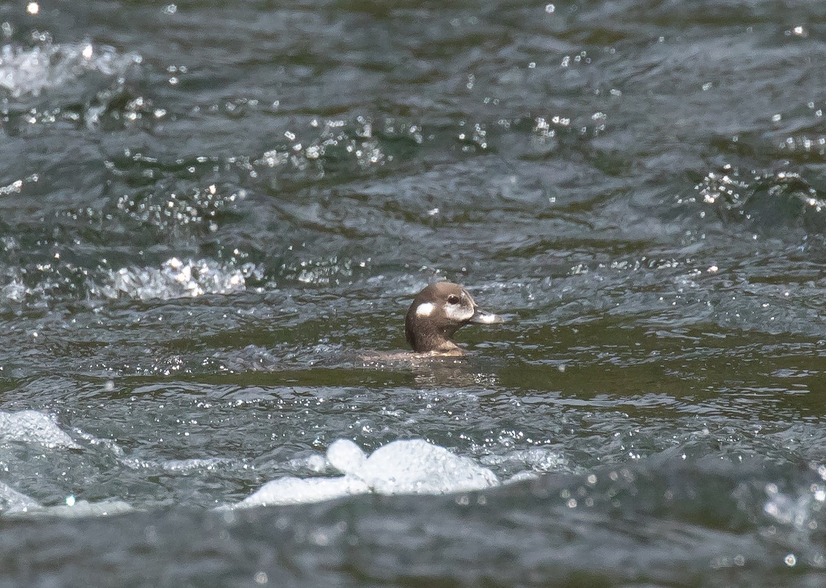 Harlequin Duck - ML641225745