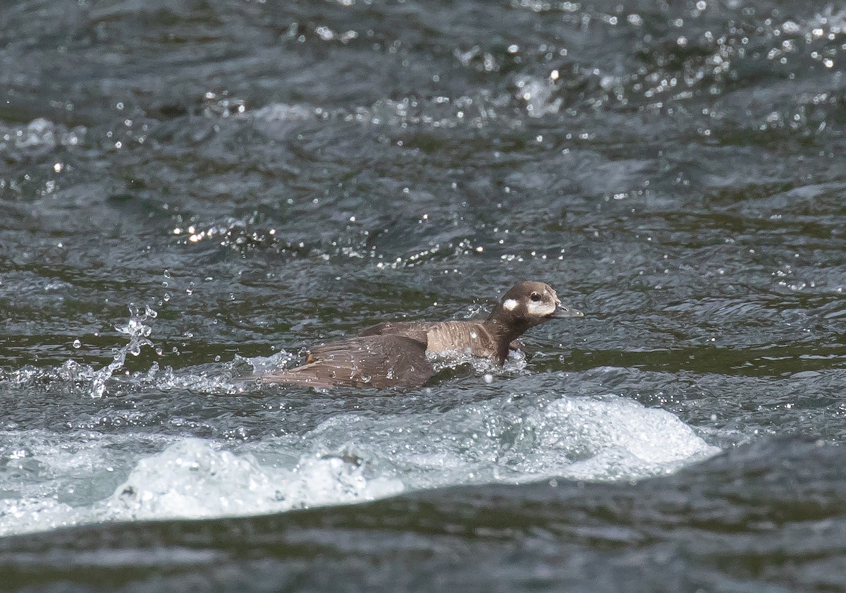 Harlequin Duck - ML641225746