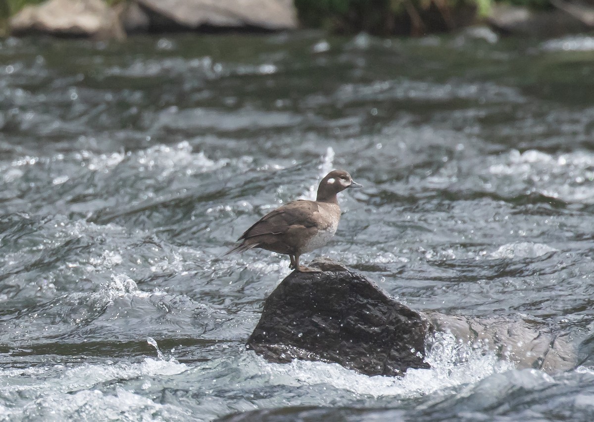 Harlequin Duck - ML641225747