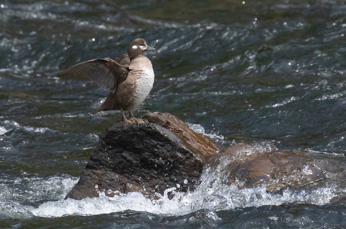 Harlequin Duck - ML641225748