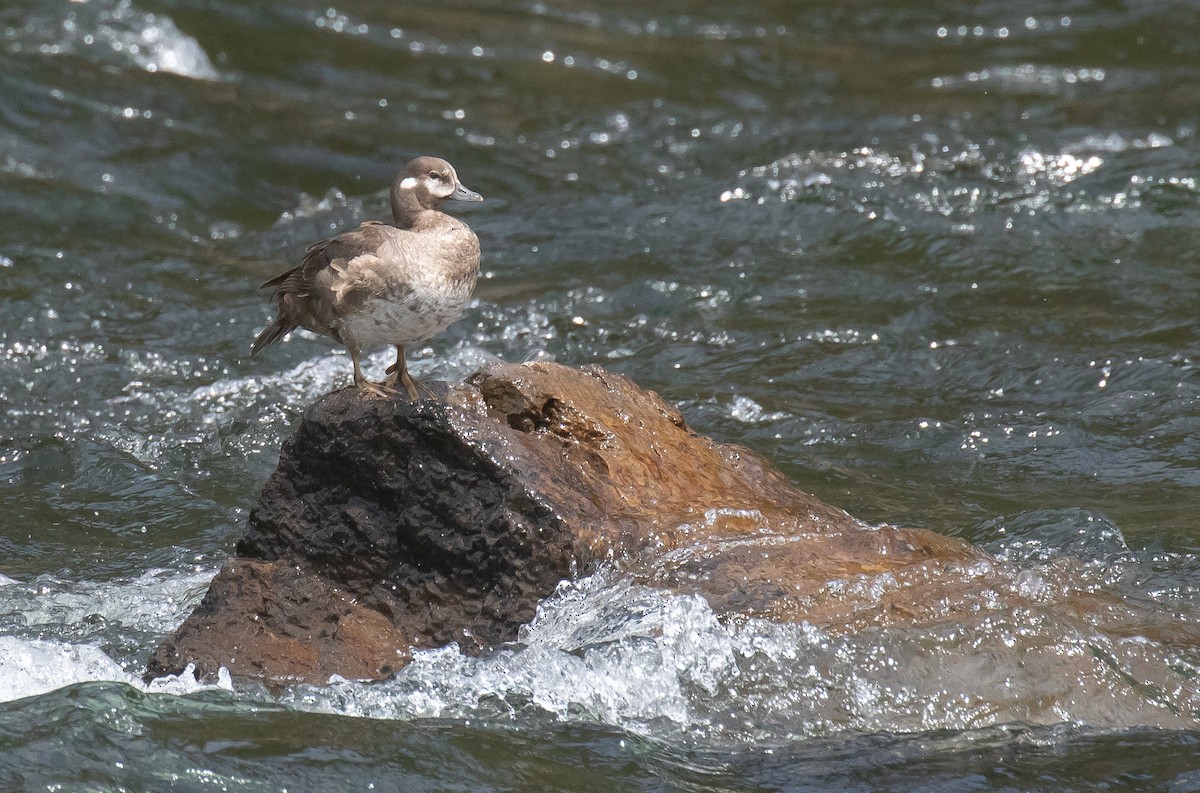 Harlequin Duck - ML641225750