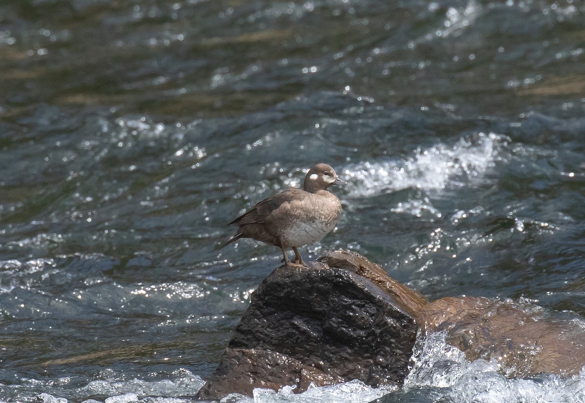 Harlequin Duck - ML641225751