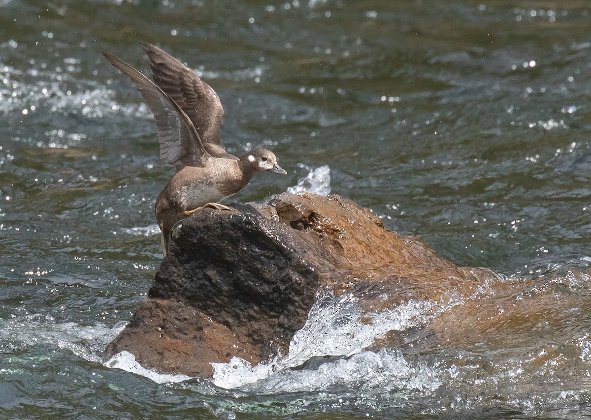 Harlequin Duck - ML641225752