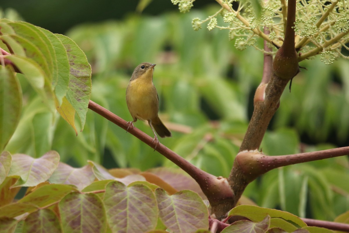 Common Yellowthroat - ML641225762