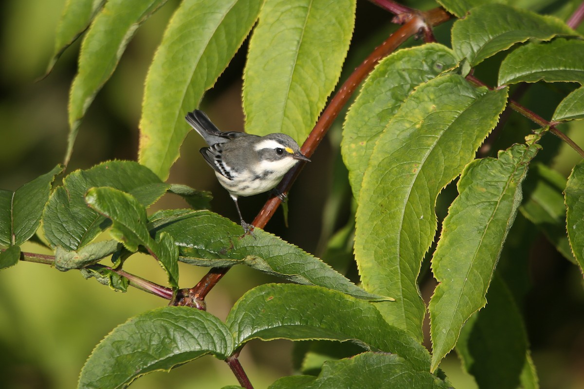 Black-throated Gray Warbler - ML641225773