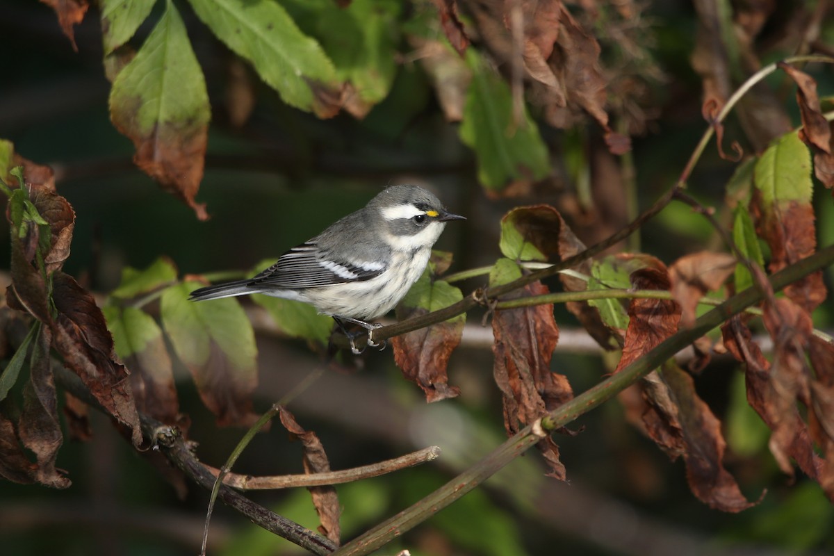 Black-throated Gray Warbler - ML641225778