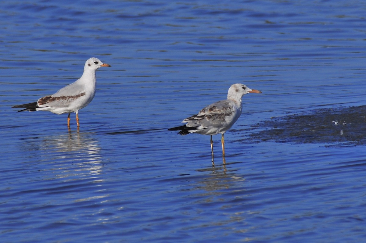 Slender-billed Gull - ML641225798