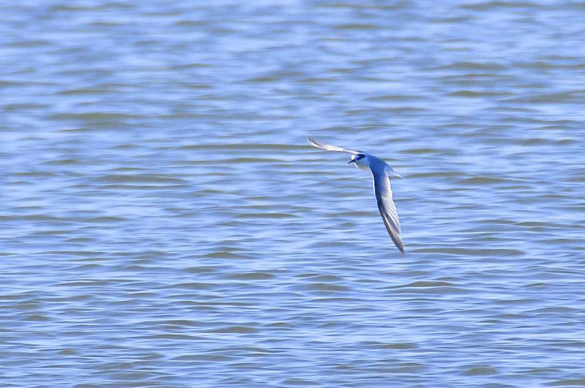 Little Tern - ML641225808