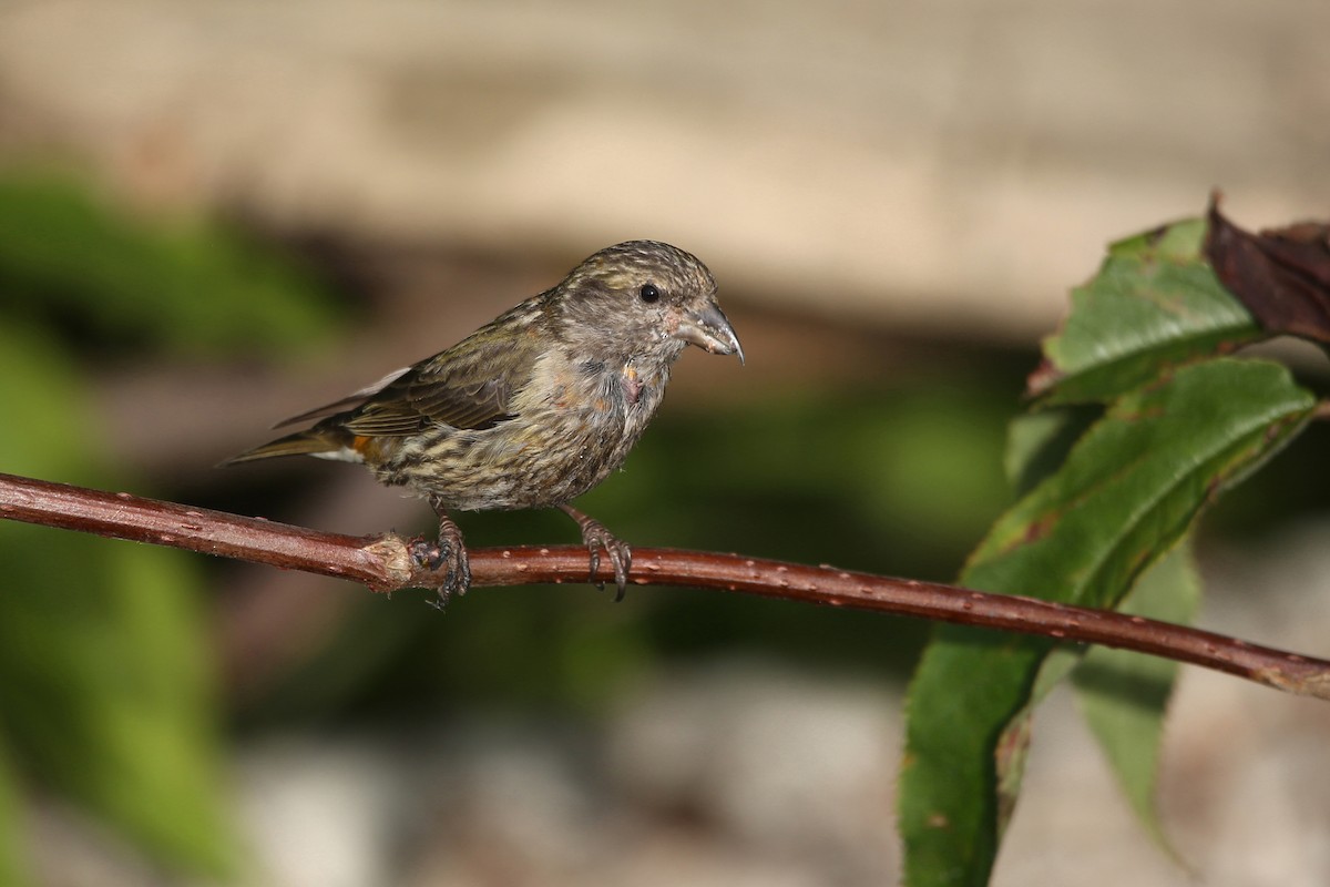Red Crossbill (Western Hemlock or type 3) - ML641225823