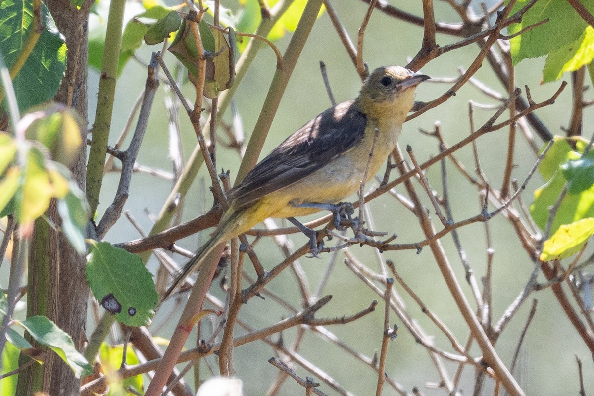 Hooded Oriole - ML641225829