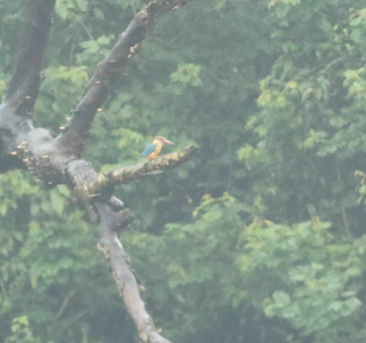 Stork-billed Kingfisher - ML641225832
