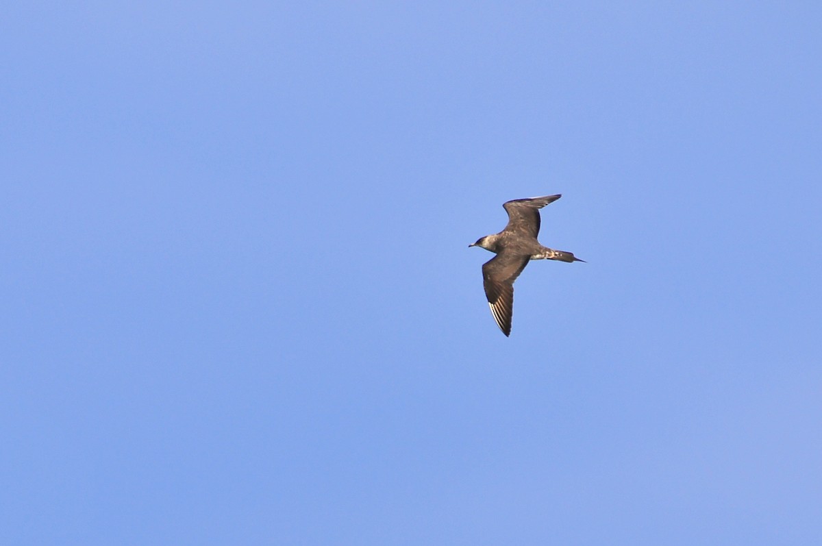 Parasitic Jaeger - ML641225835