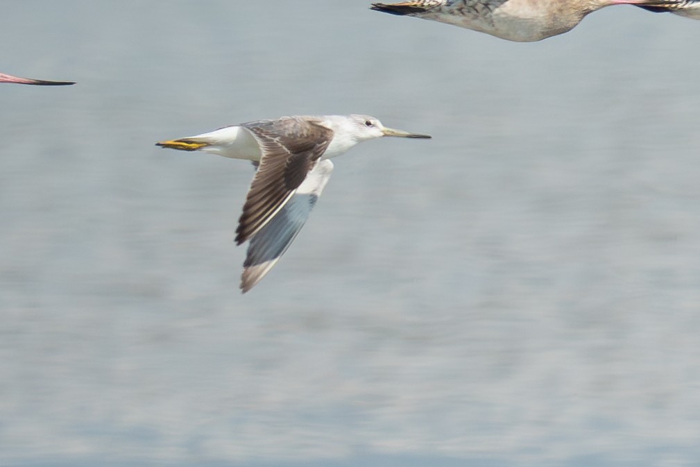 sakhalinsnipe - ML641225842