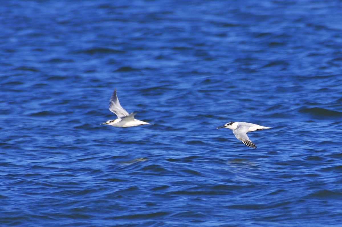 Sandwich Tern - ML641225849