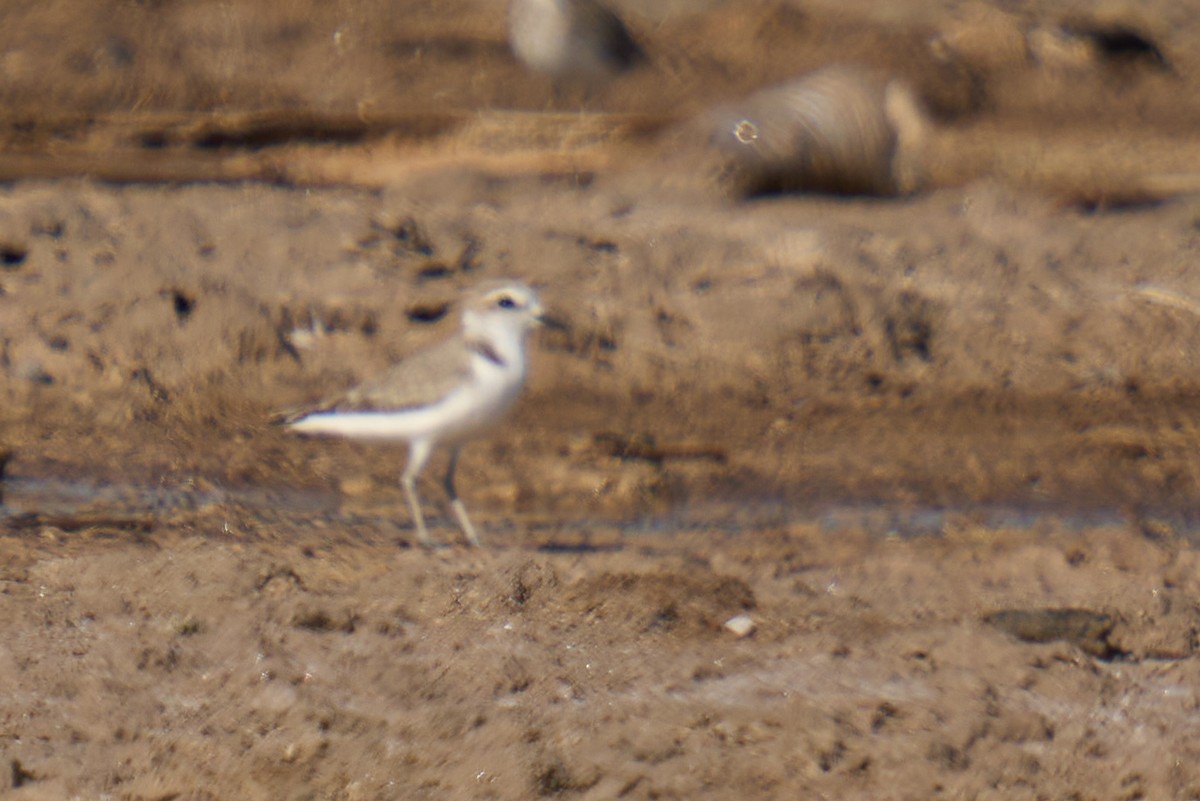Snowy Plover - ML641225855