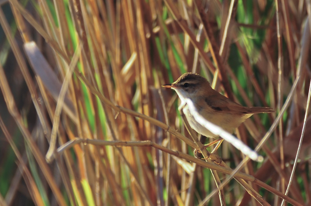 Paddyfield Warbler - ML641225857