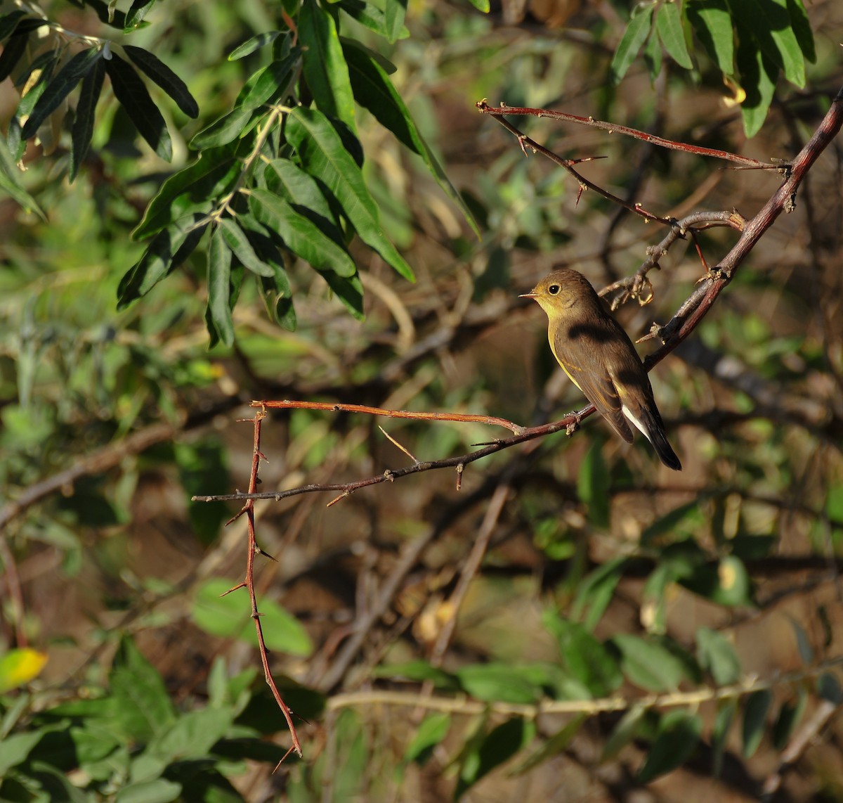 Red-breasted Flycatcher - ML641225865