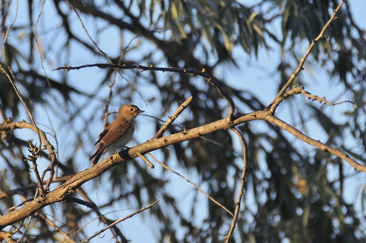 Red-breasted Flycatcher - ML641225866