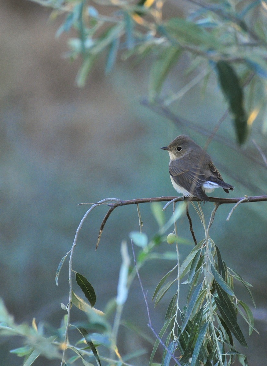Red-breasted Flycatcher - ML641225867